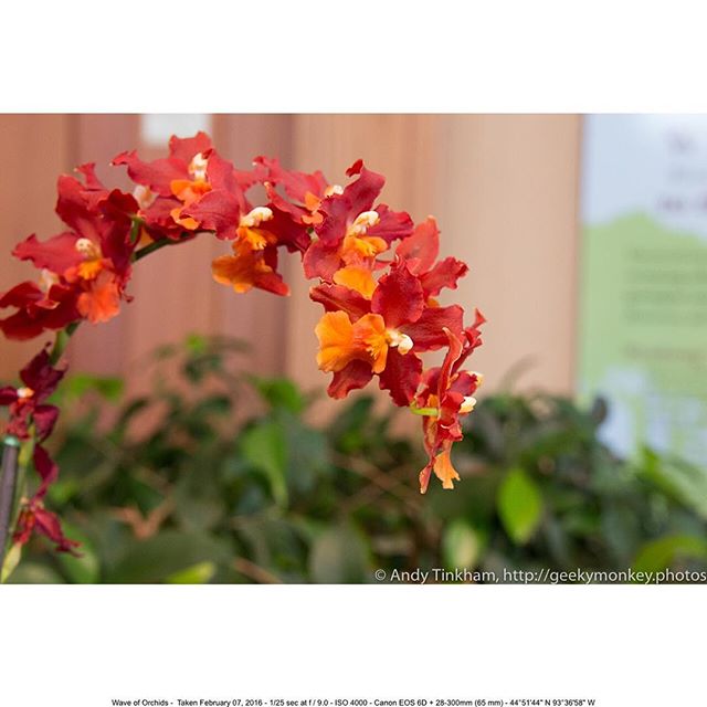 A wave of orchids at the MN Arboretum earlier this year.