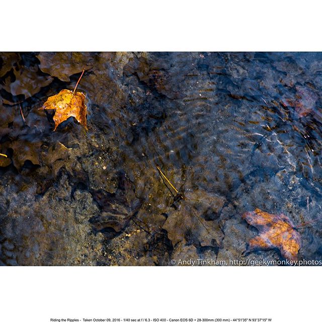 This is the second image that will be in the triptych in the next print run for the studio. I can watch leaves in streams for extended periods of time…