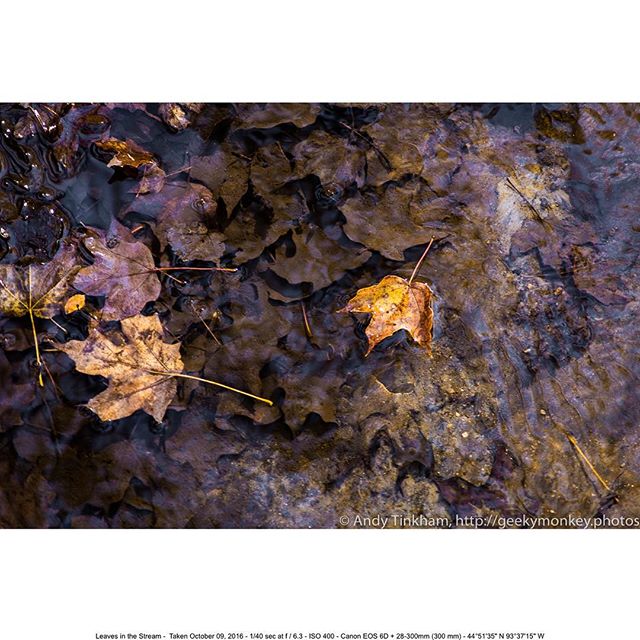 #Leaves in a #stream, slowly drifting by. This is the first of three similar pictures I'm considering for a triptych for the studio. This was taken last weekend in our latest wonderful busy to the MN Arboretum!